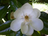 05 Magnolia