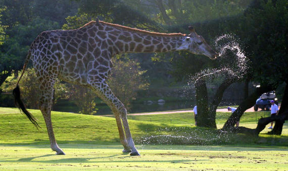 Imagen del artículo Los mayores peligros para los golfistas