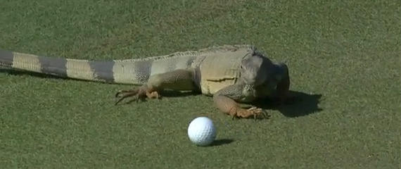 Imagen del artículo La iguana juguetona y otros animales en el campo de golf