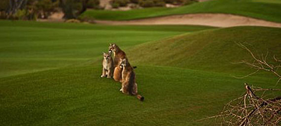Imagen del artículo A los pumas también les va el golf