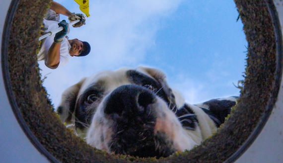 Imagen del artículo Billy, el perro greenkeeper de Bandon Dunes